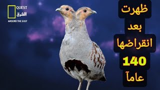 حمامة العنق الأسود عادت بعدما انقرضت | Black-necked dove