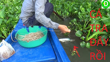 Giăng câu cá tra mồi trùn quắn trúng đậm l Fishing