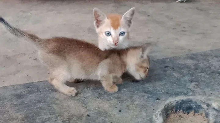 Watch the video about Persian kittens want rescue | Cat Shelter| Cat Rescue | Persian Cat Food | 🐈❤️