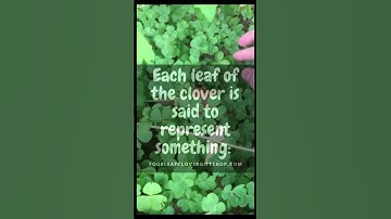 What makes a four-leaf clover so lucky?  🍀🍀🍀🍀🍀🍀SCORED )