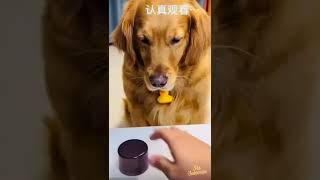 Funny Dog Made A Big Blunder - Try Not To Laugh