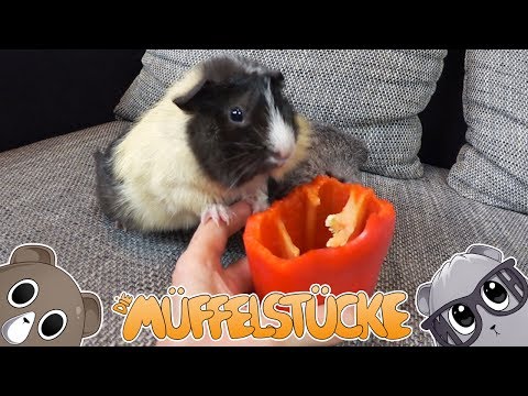 Video: Wie Bekomme Ich Ein Meerschweinchen