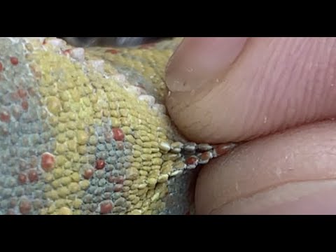 Video: Prečo cvrčať cvrčky?