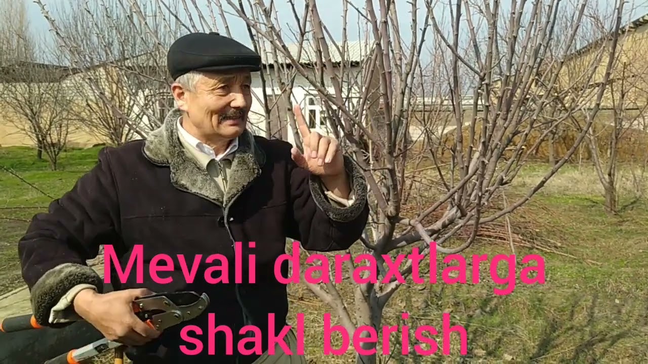 MEVALI DARAXTLARGA SHAKL BERISH.TOMORQACHILIK.