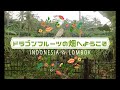 【ロンボク島の紹介】ドラゴンフルーツ畑へようこそ☆ロンボク島エコツアーでドラゴンフルーツ狩りはいかが?