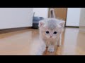 Un chaton mignon qui joue et poursuit son propritaire en miaulant