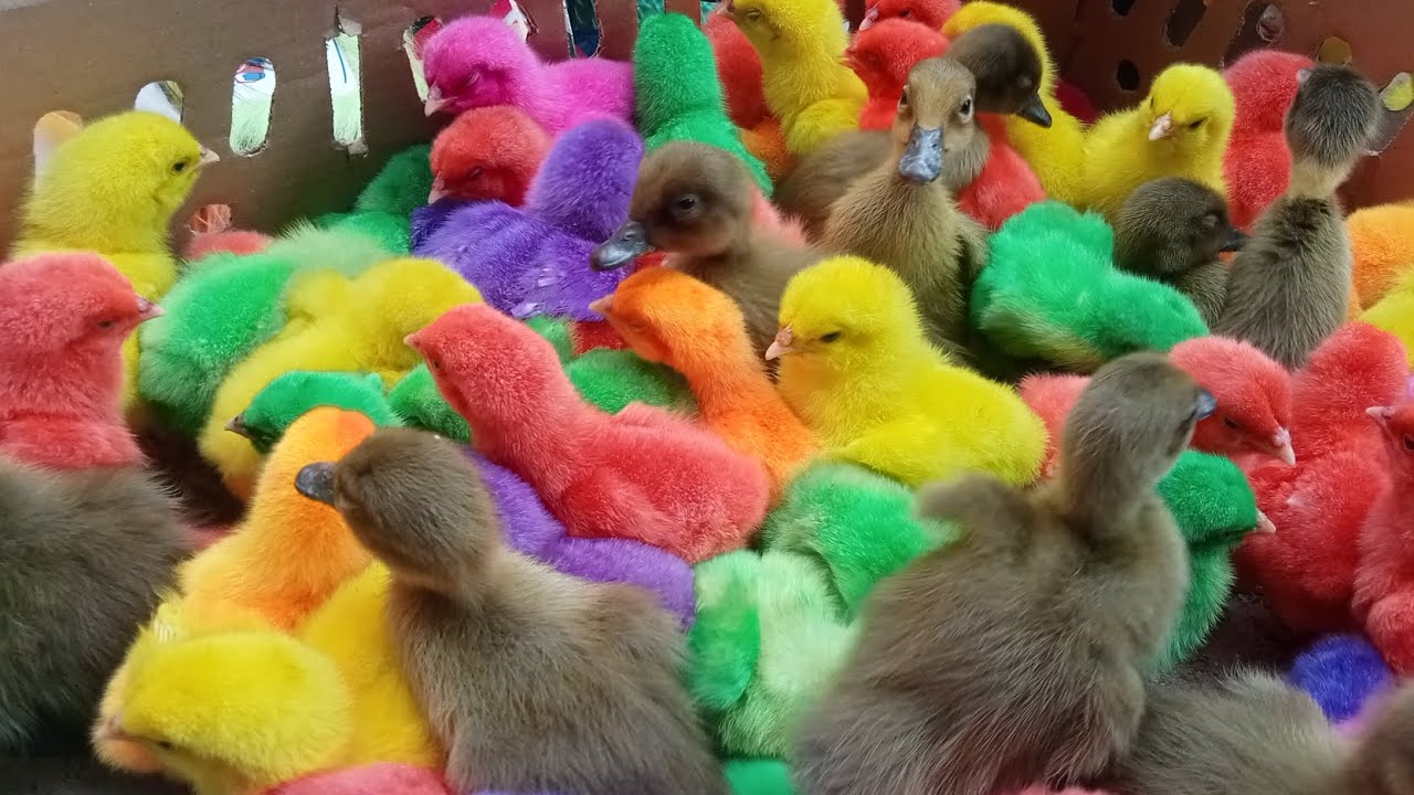 The cuteness of colorful chickens playing ball ( part 5 ) 🐤🐥🐓♥️♥️ - YouTube