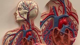Aortic arch branches (Flat Model)
