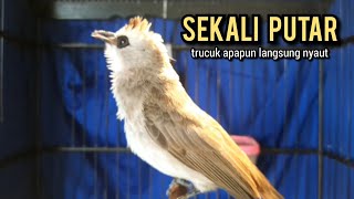 trucukan gacor ROPEL PANJANG buat pancingan trucukan agar bunyi JADIKAN burung trucuk gacor EMOSI