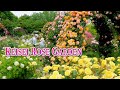 Keisei rose garden 2021 spring  rose