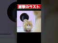 衝撃のラスト!子猫に何が起こったか shocking movie of a kitten