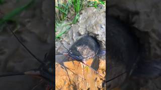 Secret Village Fishing Spot Revealed!#Fishing#BigFish#Catfish#VillageFishing#MonsterFish#FishingLife