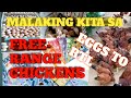 MALAKING KITA SA FREE-RANGE CHICKEN FARMING /PAANO KUMITA SA FREE-RANGE CHICKEN FARMING