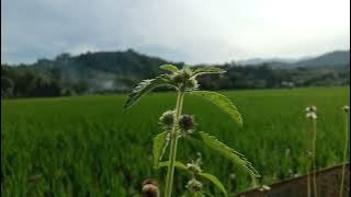 STORY 30 DETIK,MENTAHAN SAWAH