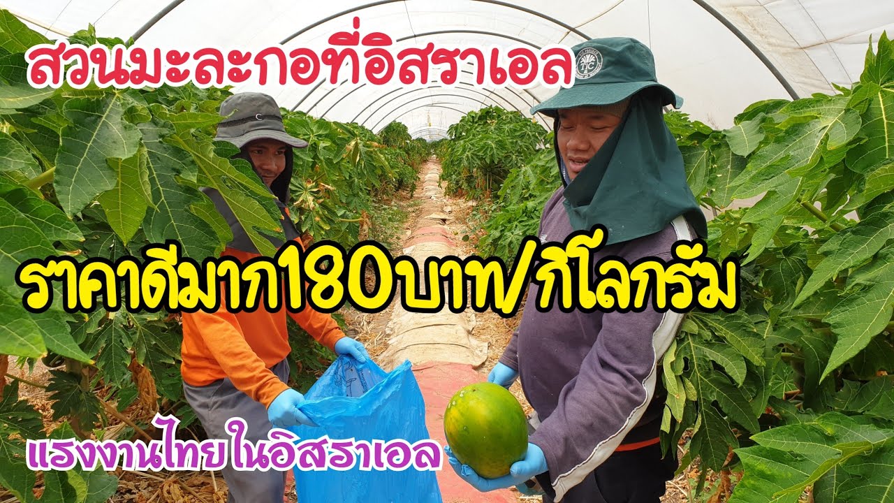 #สวนมะกอที่อิสราเอล ปลูกมะละกอในโรงเรือน ราคาขายดีมาก แรงงานไทยสาธิตการตอนกิ่งมะละกอ