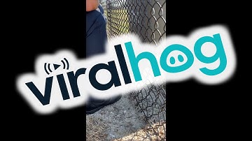 Vrouw helpt konijn bevrijden dat vastzat in hekwerk || ViralHog