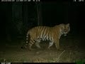 Wwf nepaltigerazzi