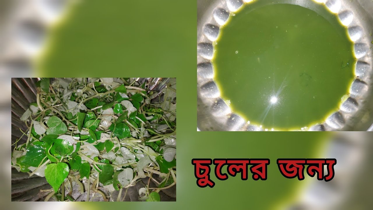 গ্রাম অঞ্চলে সব সময় পাওয়া যায় এই পান  পাতার  রস চুলে ব্যবহার করলে চুল পড়া বন্ধ হবে❗