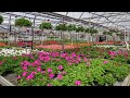 Rocky ridge greenhouses