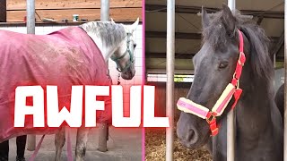 This is really AWFUL!! But so sweet of you all!!! And there are mice in it! | Friesian Horses