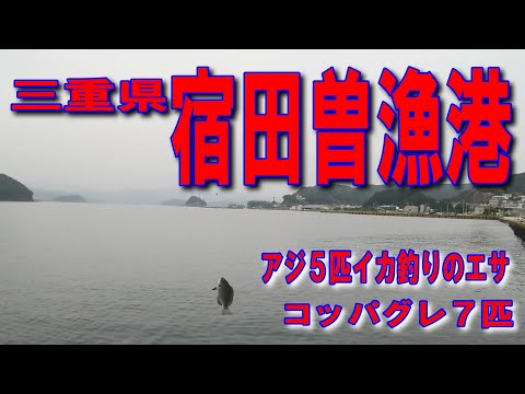 #34三重県宿田曽漁港ヌカ切釣りコッパグレファミリー家族連れサビキ釣りに良い車横付け釣り出来ますイカ墨跡多数です色々釣れます南伊勢マリンバイオアジ５匹堤防アジング釣りポイント釣りスポット