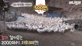 Geese understanding human language