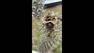 Identifying Frost Damage
