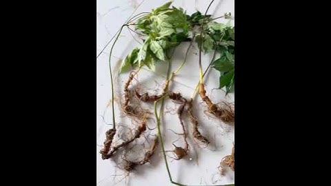 8 củ sâm rừng già dân mới về 3 Lạng hàng hiếm có mời các bác siêu tầm gọi 0377965679 e Nguyệt nhé