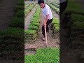 harvesting fresh green grass sod from a large plantation field using a traditional hoe on clear day