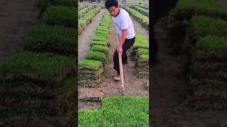harvesting fresh green grass sod from a large plantation field using a traditional hoe on clear day