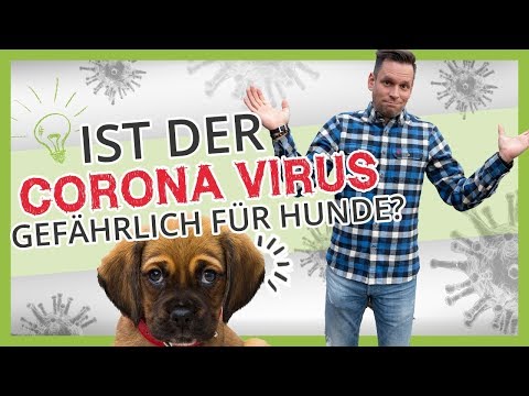 Video: Coronavirus bei einem Hund