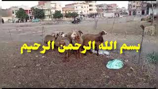 خروف طلوقه و عشر نعجات عشر رحماني اصلي بيور بسم الله ماشاءالله