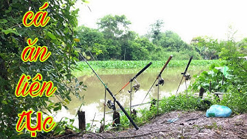 Câu Cá Tra Sông | Cục Mồi Đầu Tiên Là Dính Cá - Fishing
