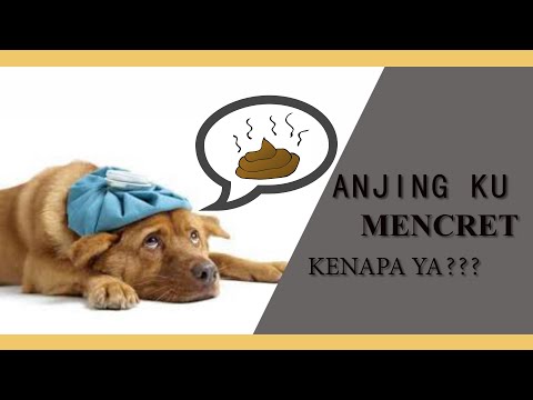 Video: Diare Mendadak Pada Anjing