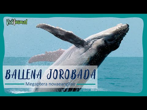 TODO SOBRE la BALLENA JOROBADA