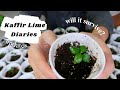 KAFFIR LIME Growth in 1 MONTH | Kaffir Lime Diaries