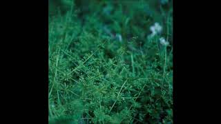 chouchou merged syrups - 踊る、そして dancing then