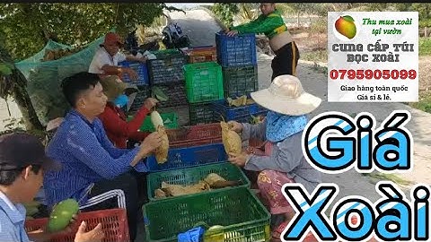 Giá xoài chu , xoài cát hòa lộc, xoài Đài Loan tại vườn. ( 12/12/2023)