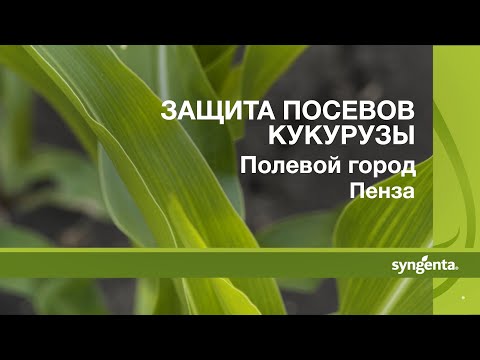 Защита посевов кукурузы, ч.1, Полевой город Пенза