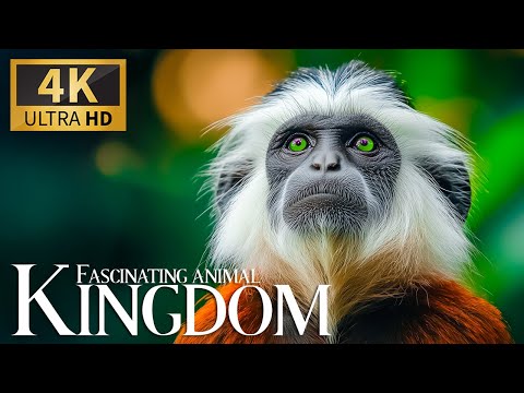 Fascinating Animal Kingdom 4K 🦓 Exquisite Forest Discovery with Smooth Piano Waves 🎵Peaceful
