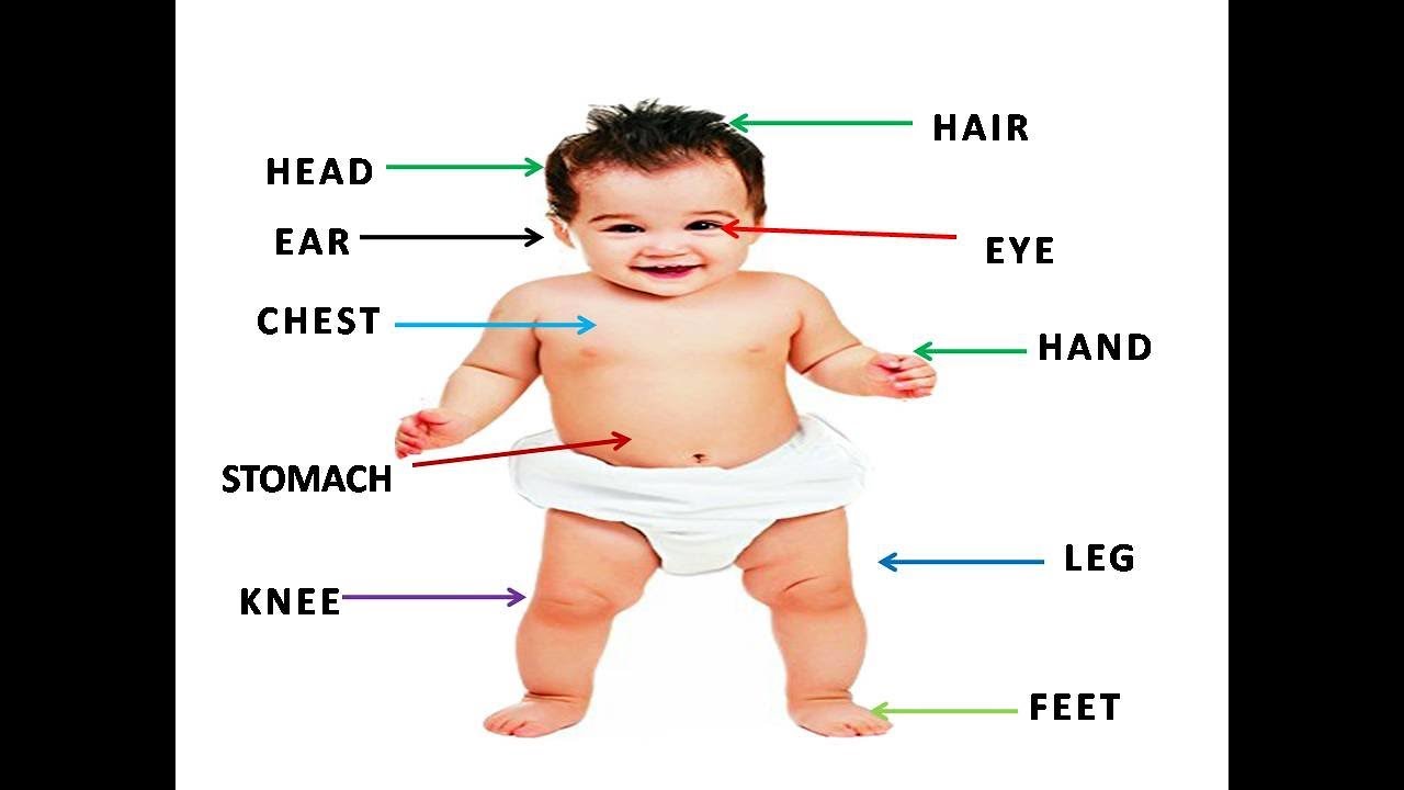 Which Body Part of Baby Develops First? Find Out Here!