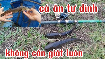 Câu rê cá lóc, cá ăn tự dính không cần giật luôn ❤️