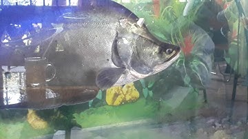 Cá Thác Lác khủng