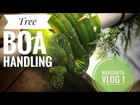 EMERALD TREE BOA HANDLING info vlog 1 aslo good for GREEN TREE PYTHONS