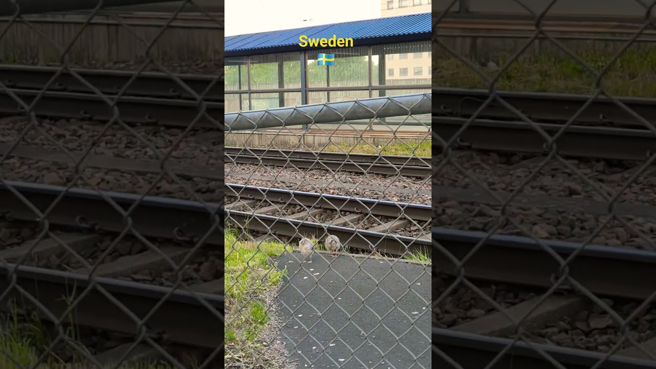 #швеция