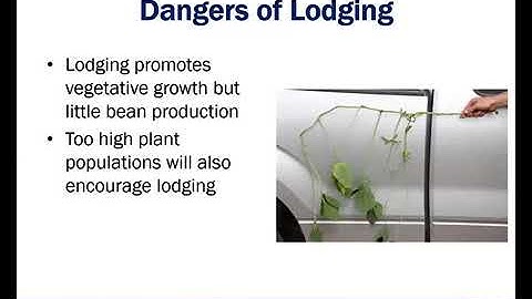 Agronomic Crops High Yield Soybeans