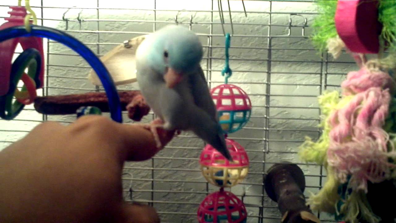 Beautiful view of Minimizing Stress In Parrotlet Training