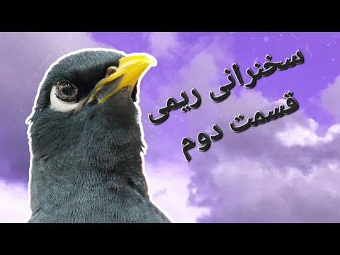 سخنرانی شیرین ریمی مرغ مینا Birds ریمی Reymi پرنده مرغ مینا Reymi Mom