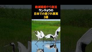 日本人に愛されるタンチョウ　#雑学 #トリビア #動物 #豆知識 #ショート ＃面白い