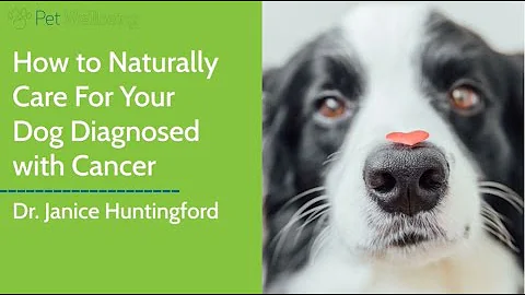 How to Naturally Care For Your Dog Diagnosed with ...